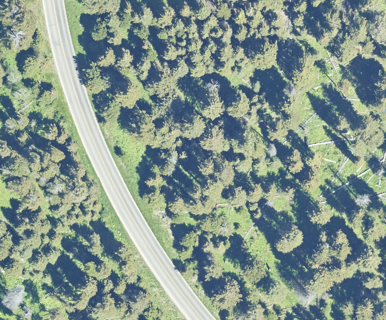 tree_03